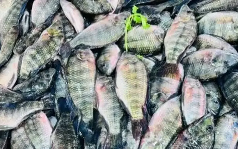 سعر البلطي بكام فى السوق؟ أسعار السمك بالقليوبية اليوم الأربعاء 8 – 4 – 2026